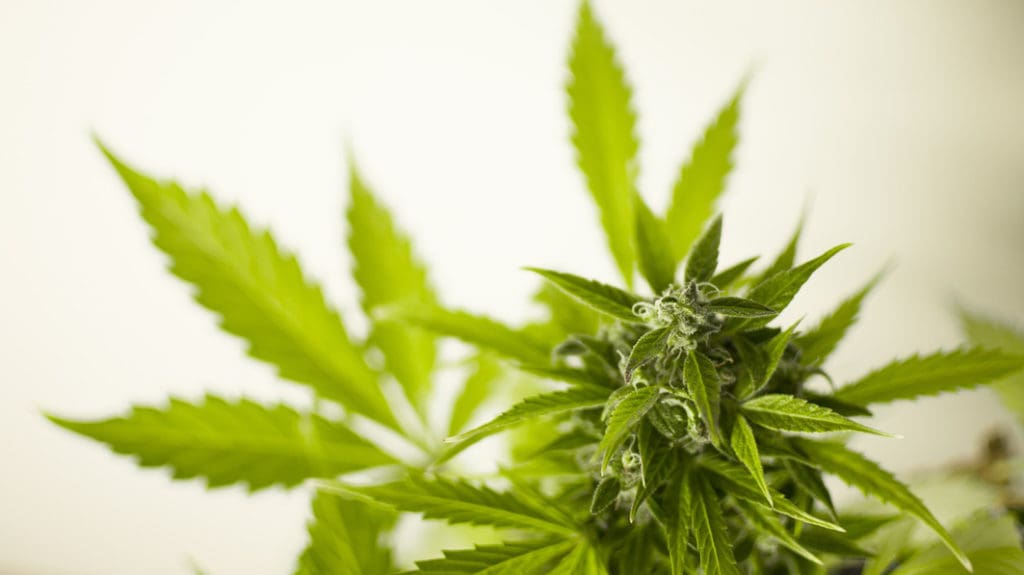 marijuana