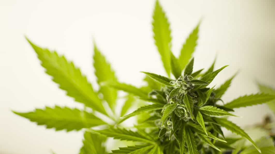 marijuana