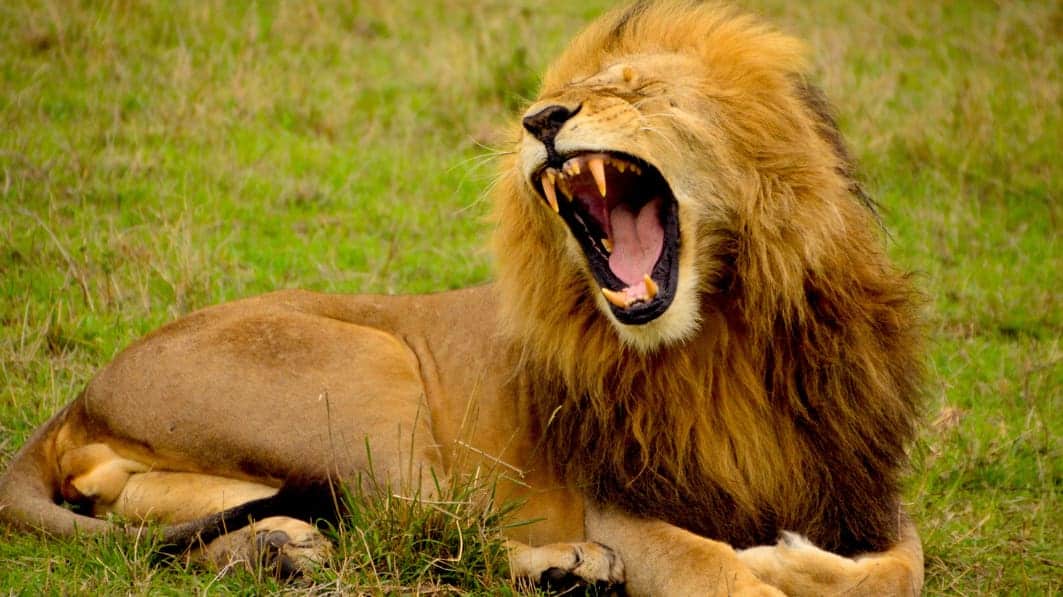 Roaring lion