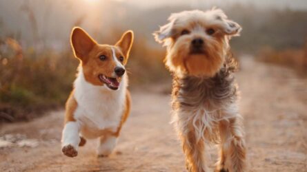 Dogs