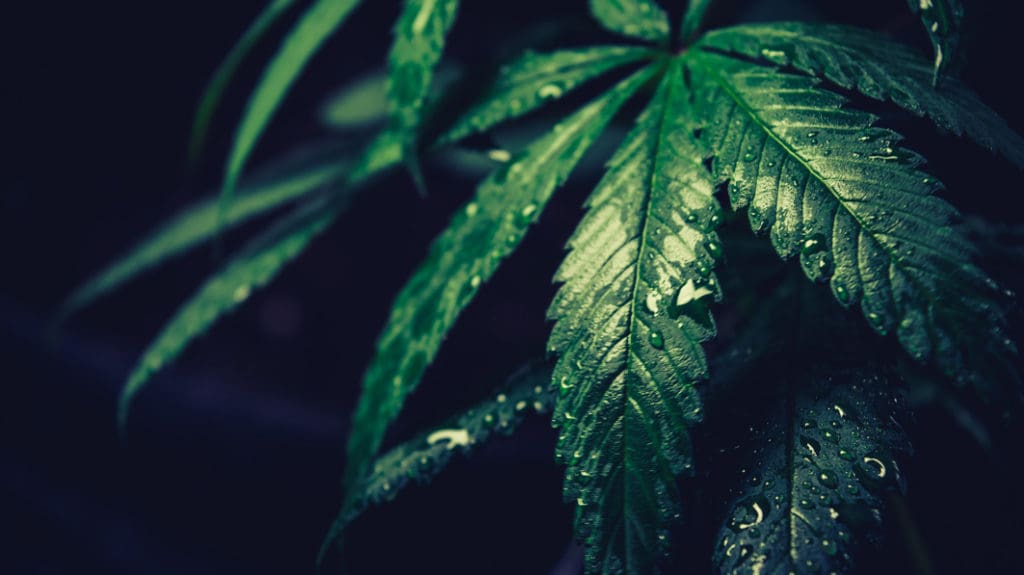 Dangers of Marijuana