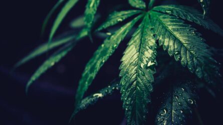Dangers of Marijuana