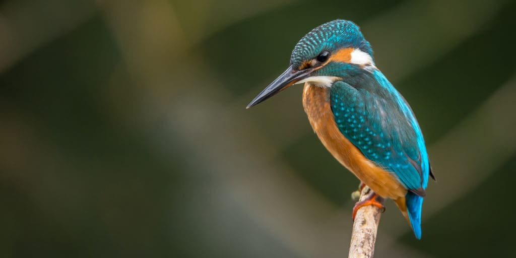 Bird||||Fish