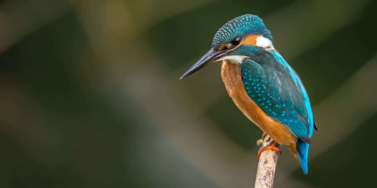 Bird||||Fish