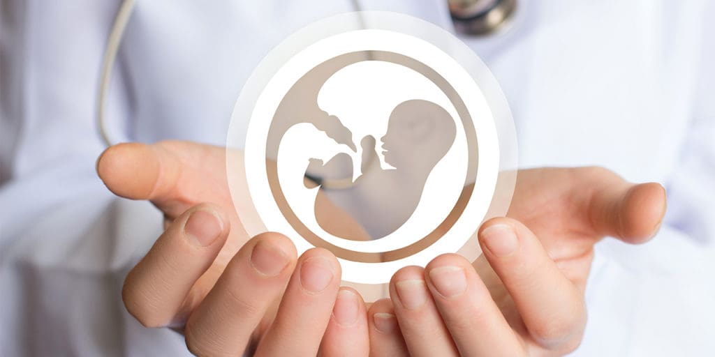 Embryo