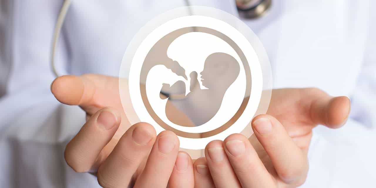 Embryo