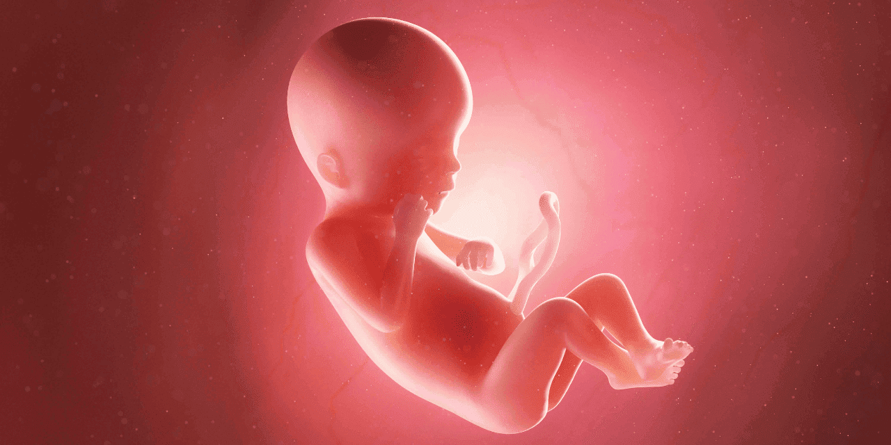 Digital photo of a baby in the womb