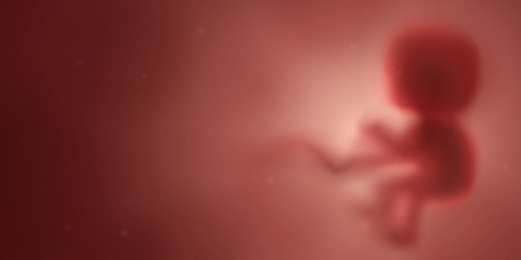 Baby in the womb