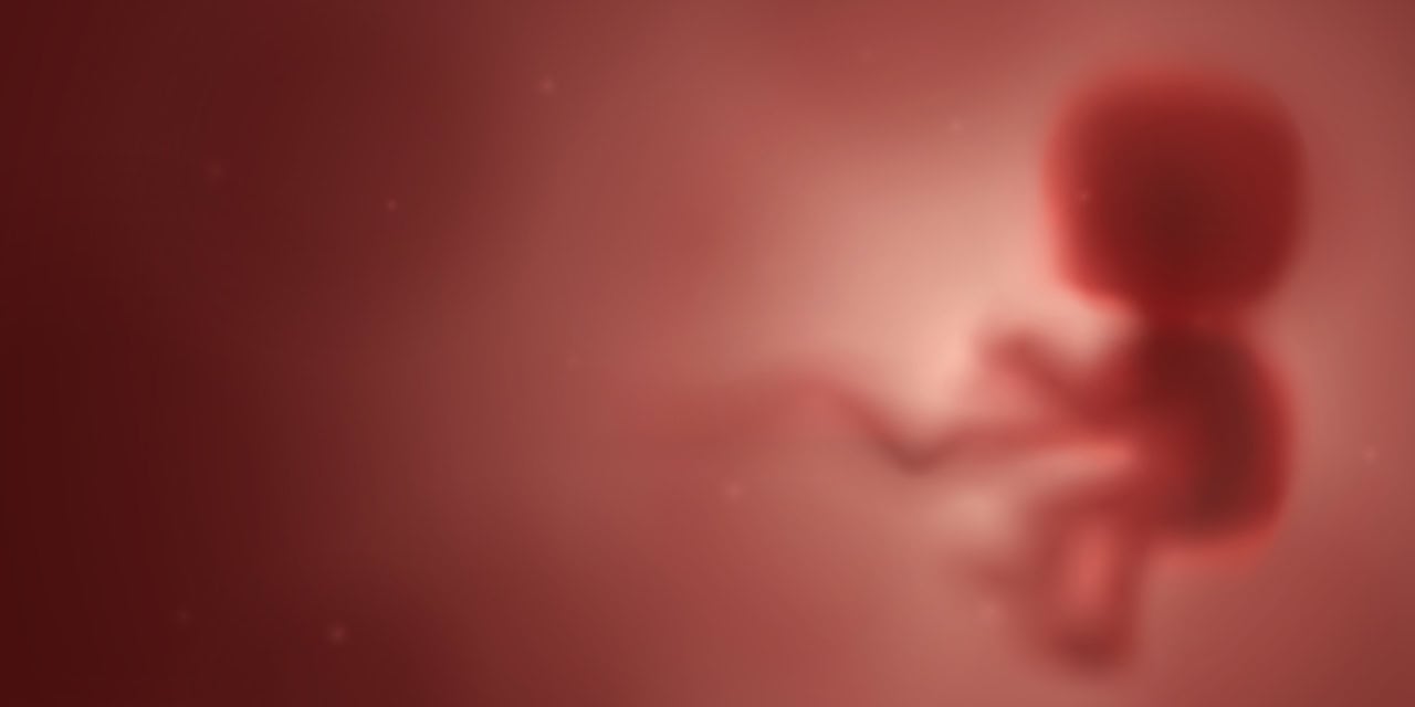 Baby in the womb