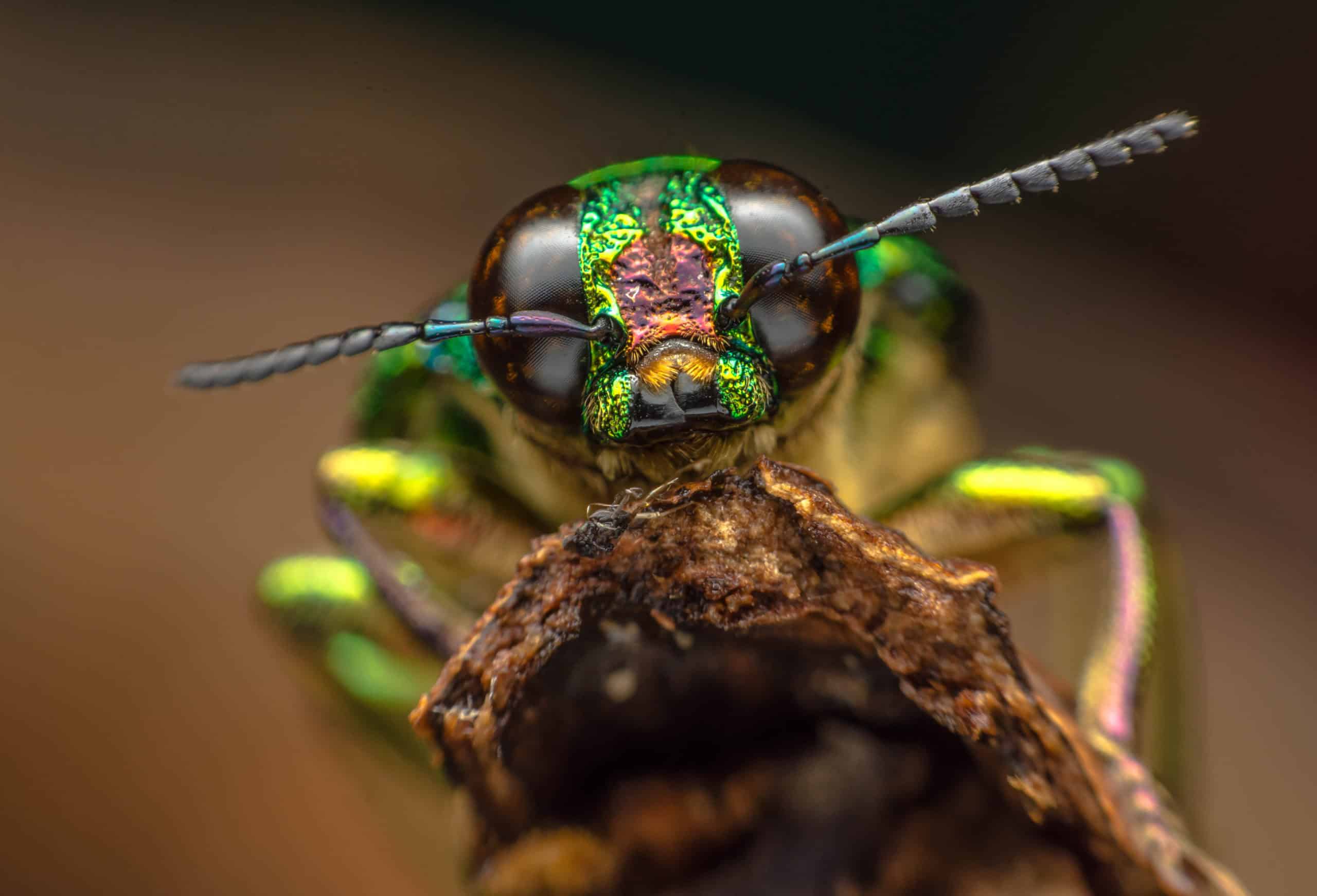 Insect